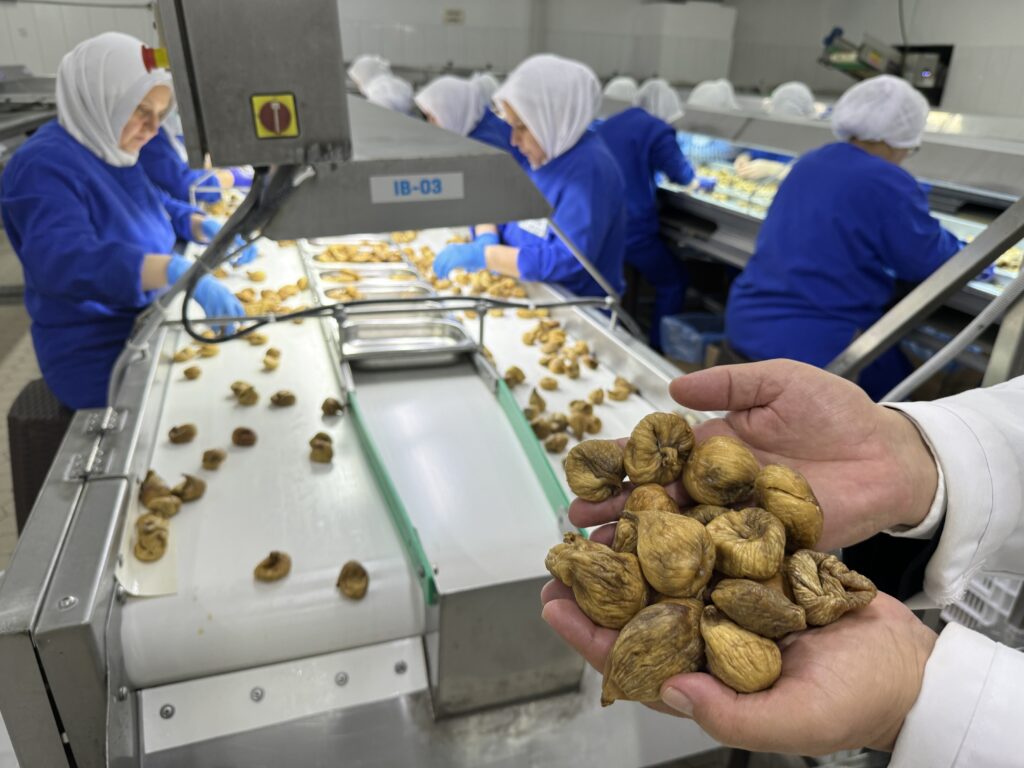Kuru incirin ihracat yolculuğu 15 Ekim’de başlayacak