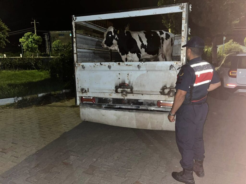 Çine’de 365 Bin Liralık Büyükbaş Hayvan Dolandırıcılığı Aydınlatıldı