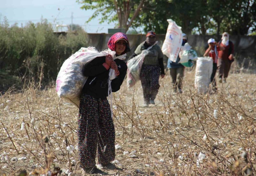 Aydın Ovası’nda ‘kalıntı pamuk’ mesaisi