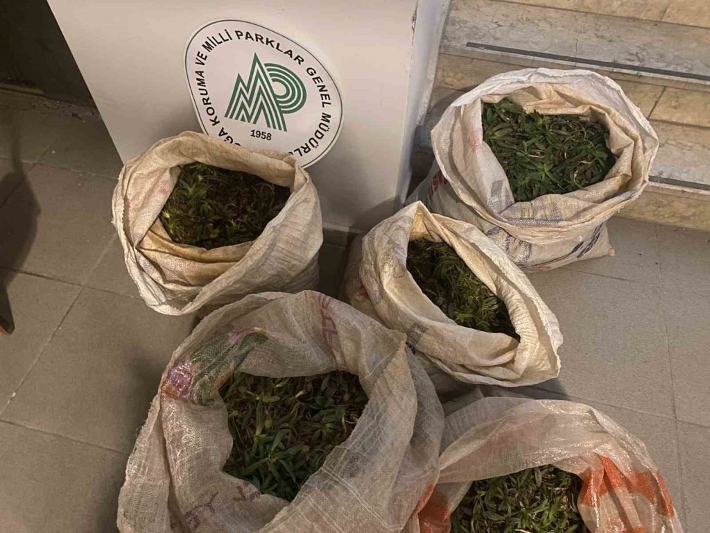 Aydın’da 130 kilogram salep soğanı ele geçirildi