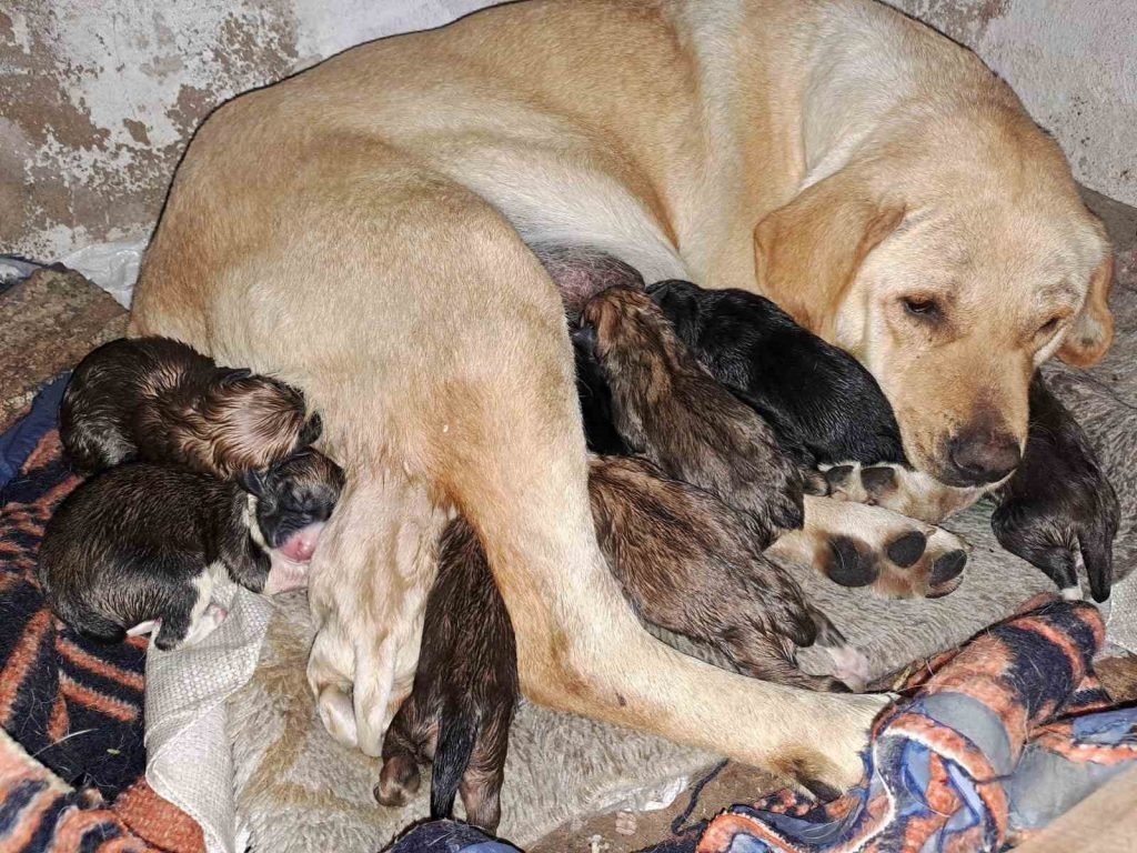 Aydın’da sokak köpeği bir batında 12 yavru doğurdu