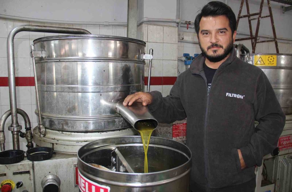 Aydın’da zeytin üreticisine Akdeniz meyve sineği telaşı sardı