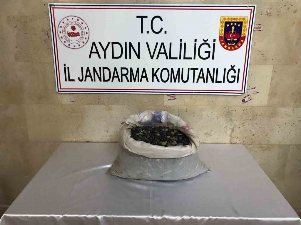 Efeler’de bir bahçeden 300 kilo zeytin çalındı