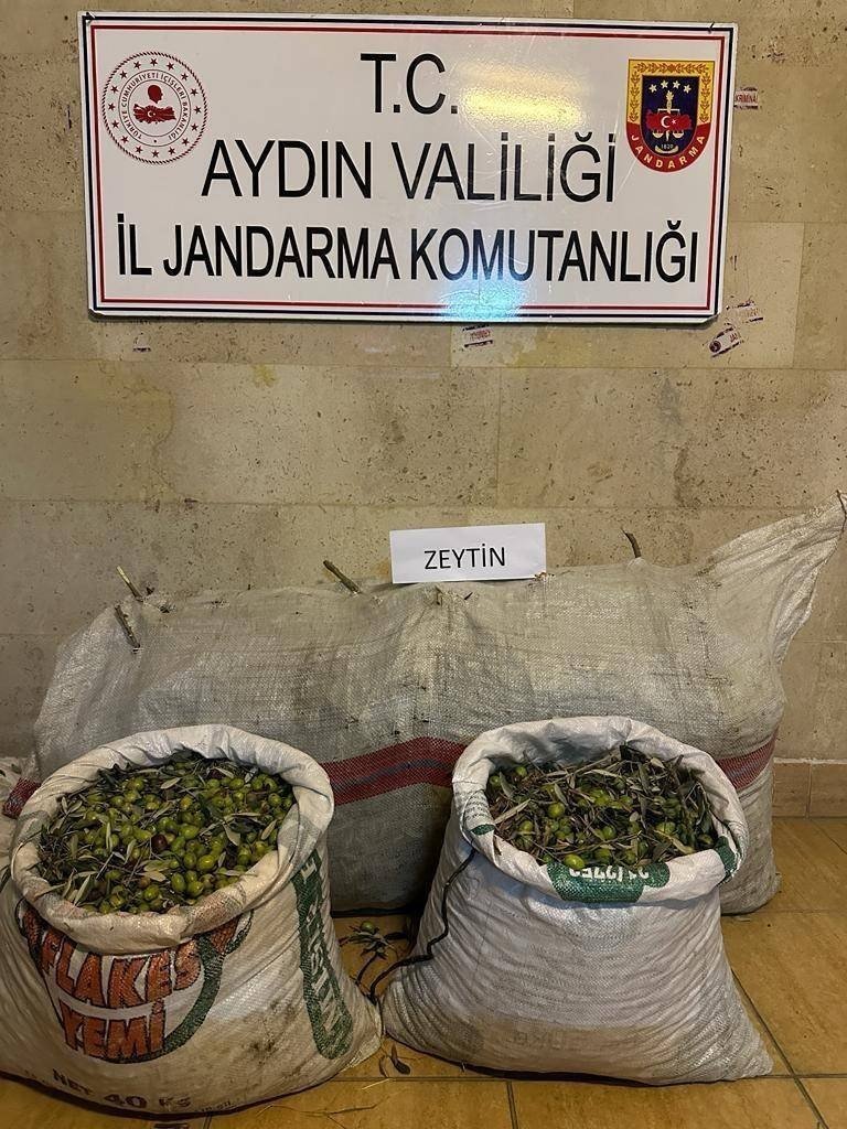 Germencik’te zeytin hırsızları yakalandı