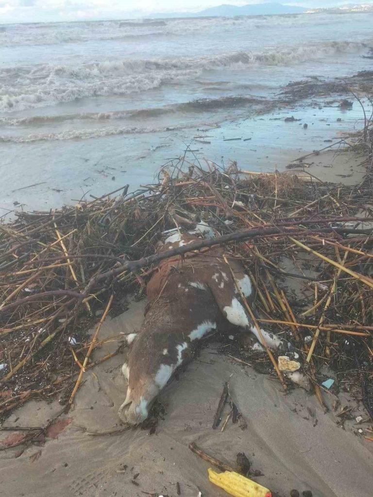 Kuşadası’nda aşırı yağış sonrası bir inek telef oldu